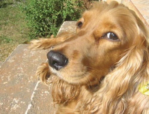 Heart Disease In Pets
