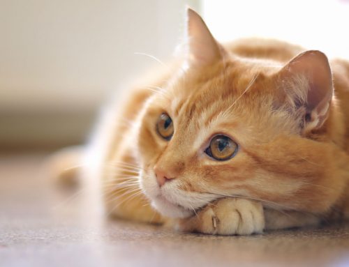 Common toxins and your pet