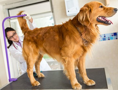 The Poop-Scooting Boogie: What Scooting Says About Your Pet