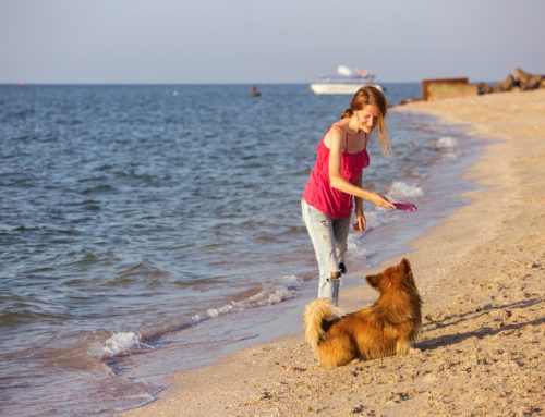 Keeping Your Pet Safe in the Summer Heat