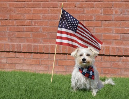 The Pet Owner’s Fourth of July Safety Checklist